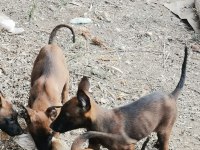 Belçika malinois köpekler