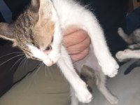 2 erkek 1 kız tekir kedi