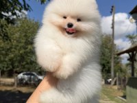 ÜST DÜZEY KUSURSUZ KARBEYAZ POMERANİAN BOO