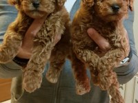 Red Brown A Kalite Orjinal Toy Poodle Yavrular