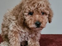 Erkek Apricot Toy Poodle Bebekler