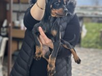 Safkan King Doberman Yavrularım