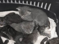 4 yavru ve anne kediye yuva arıyoruz