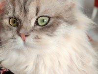 BLh golden dişi ve erkek british longhair