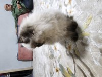 Safkan british shorthair yavruları