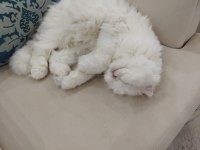 pamuk gibi scottish fold