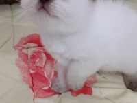 Bal çocuk kediler