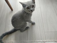 Uysal erkek british shorthair
