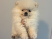 Pomeranian bebek köpekler