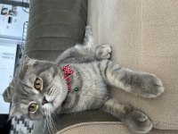 Scottish fold güzel kızım kısır değil