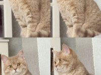 British shorthair prensimizi sahiplendirmek istiyoruz