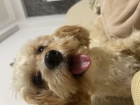 Şila bir buçuk yaşında toy poodle cinsi