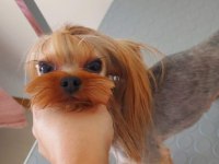 Şecereli yetişkin erkek yorkshire terrier