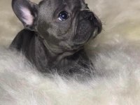 ŞİRİNLİK ABİDESİ FRENCH BULLDOG BEBEKLER