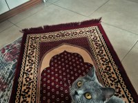 British shorthair 7 aylık dişi