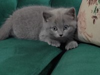 Sahibinden british shorthair 55 günlük