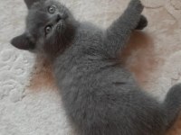 Dişi ve erkek bebeklerim british shorthair