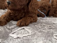 Toy poodle yavrular
