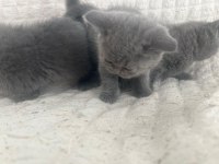 2 aylık british shorthair yavrular sahiplendirilecektir