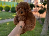 RED TOY POODLE YAVRULARI 