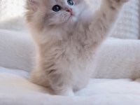 Blh Ay12 Erkek British Longhair