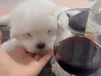 Baba Kore maltese terrier