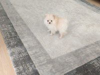 Pomeryan Boo 2 aylık dişi