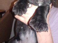 Cane corso