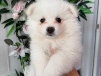 Babby Pomeranians