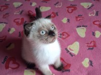 British Shorthair Yavrularımız