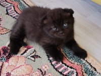 Çok sağlıklı kum ve mama alışkanlığı var scottish