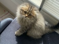 Dişi british longhair