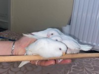 Albino ds yavru muhabbet kuşu yeni fırından çıktı
