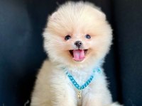 Safkan Pomeranian Boo Bebekler