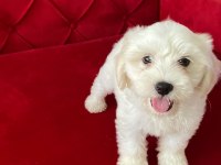 Maltese Terrier Xs Ev Doğumlu Bebeklerim