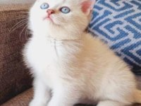 ÜST DÜZEY GEN HATTI GOLDEN POİNT ERKEK KEDİLER