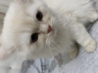 Gold Beyaz Chinchilla Yavrularımız