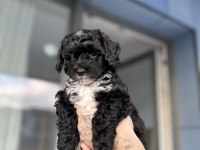 Mini Maltipoo Yavruları