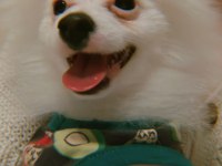 4 aylık pomeranian spitz