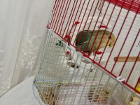 Sevda papağanı mı satıyorum
