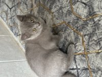 British shorthair yavru 2 mart doğumlu