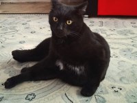 KISIR KEDİMİZ