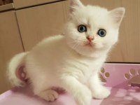 British Shorthair Yavruları