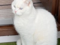 Ücretsiz scottish fold acil yavrular yuva aranıyor
