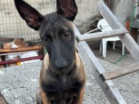 Safkan Belçika Malinois