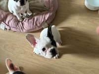 Erkek&Dişi Sağlıklı French Bulldog Bebekleri