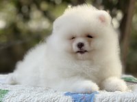 Pomeranian Boo karbeyaz show class