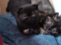 Scottish fold ve scottish straight