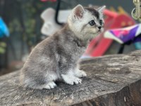 TUVALET EGITIMLI BRITISH SHORTHAIR YAVRULARIMIZ