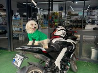 4 yaşında erkek eğitimli köpeğimiz